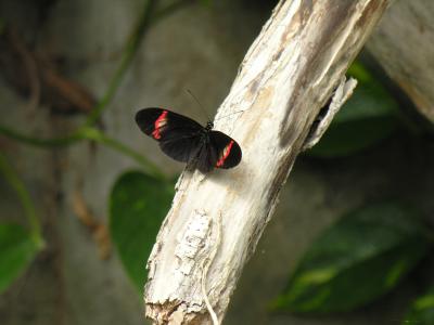 Butterfly (DSCN0277.jpg)