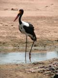 Saddle-backed stork on the Crocodile River (DSCN0964.JPG)