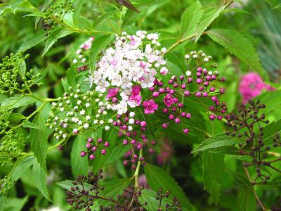 DSCN3462psml.jpg