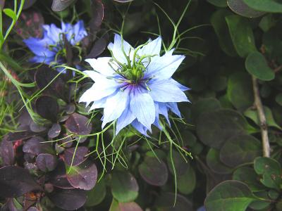 DSCN3463psml.jpg