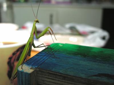 Praying Mantis