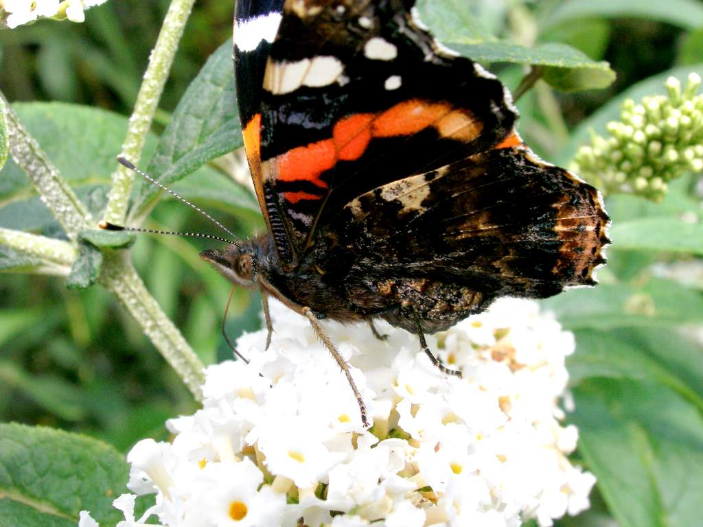 Butterfly.JPG