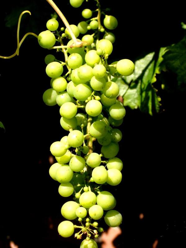 Grapes from the loom.JPG