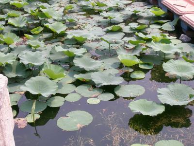  China ,Beijing: Summerpalace 03.jpg