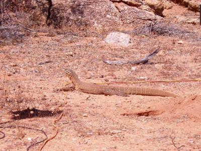 Goanna 1.jpg