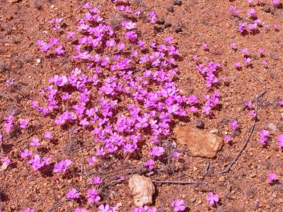 Flowering desert-2.jpg