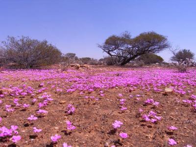 Flowering desert-3.jpg