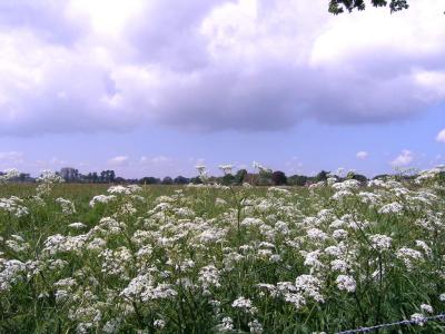 Ruinen, The netherlands