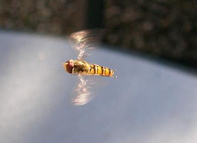 Bee in the air.JPG