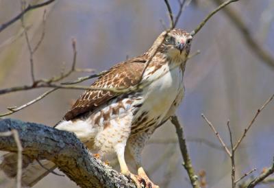 Hawk-lunch-01