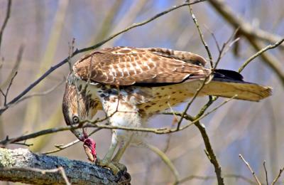 v3/68/574768/3/45813758.Hawklunch04web.jpg
