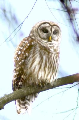 barred-owl-web.jpg