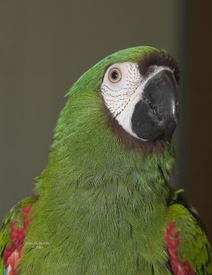 Severe_Macaw