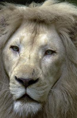 White Lion with 4 Krazy Flys-1