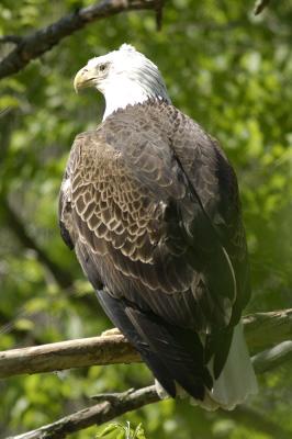 bald eagle-web