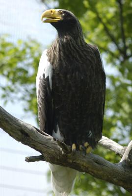 Stelars-sea-eagle