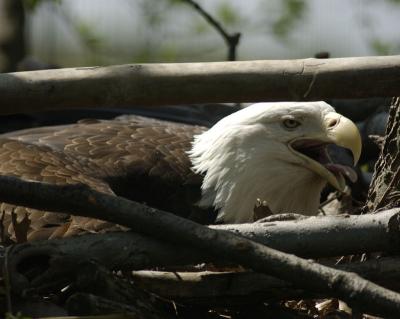 bald eagle mom
