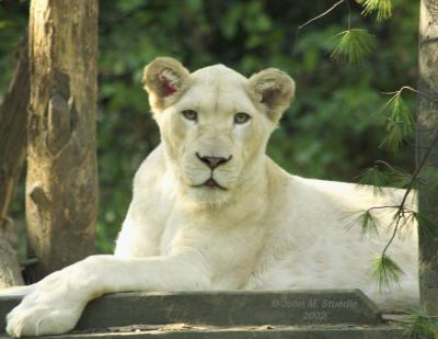 white-lion10
