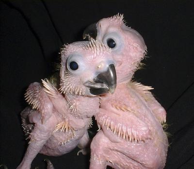 two baby cockatoos