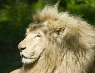 White Lion majestic