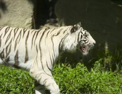 White Tiger-01