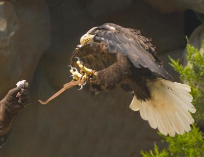 Bald eagle catch