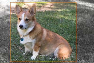 Bo sits at attention