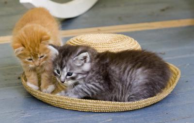 Kitties on hat