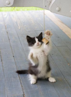 Dusty attacks