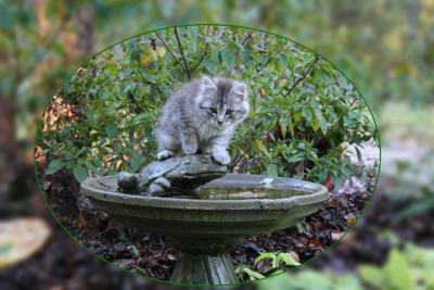 Baxter captures frog