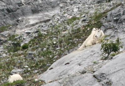 mountain goat with baby far away