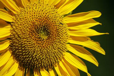 sunflower01_web.jpg