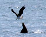 eagle vs sea lion