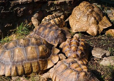 tortoise pile 2005