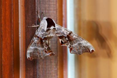 June 11, 2005: Cottage Moth