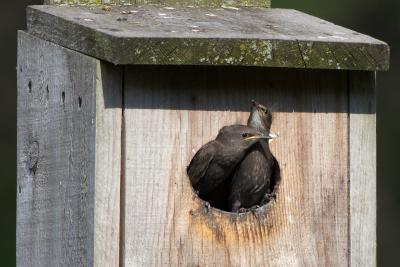June 21, 2005: Juvenile European Starlings