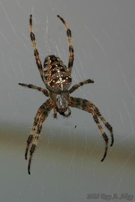 August 12, 2005: Garden Spider (Cross Spider)
