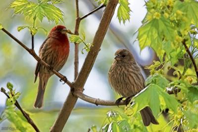 August 13, 2005: House Finch Pair