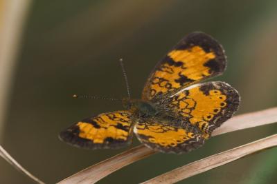 September 24, 2005: Northern Pearl Crescent