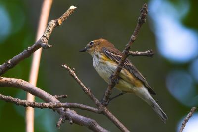 October 3, 2005: Yellow-rumped Warbler