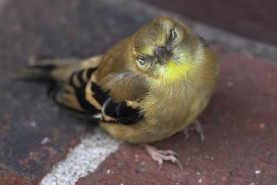 October 5, 2005: Injured American Goldfinch