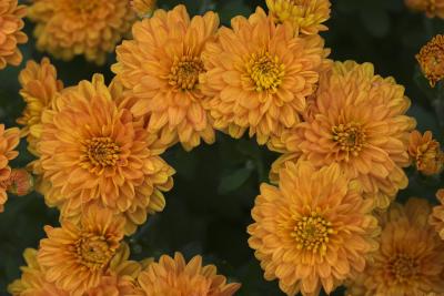 October 12, 2005: Chrysanthemums