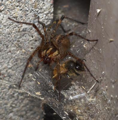 October 14, 2005: Wolf Spider with Lunch