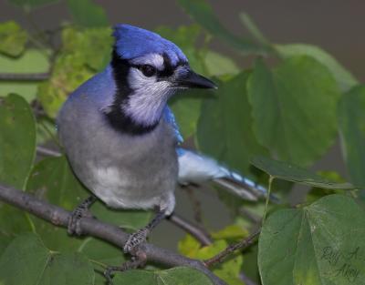 October 31, 2005: Blue Jay