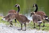 Goslings