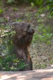 July 10, 2005: PAD Alternate - Female Groundhog