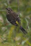 September 20, 2005: Yellow-rumped Warbler
