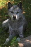 October 2, 2005: Grey Wolf