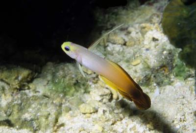 v3/69/207069/3/46649400.36FireGoby.jpg