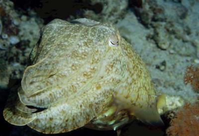 v3/69/207069/3/46649442.71CuttleFish.jpg
